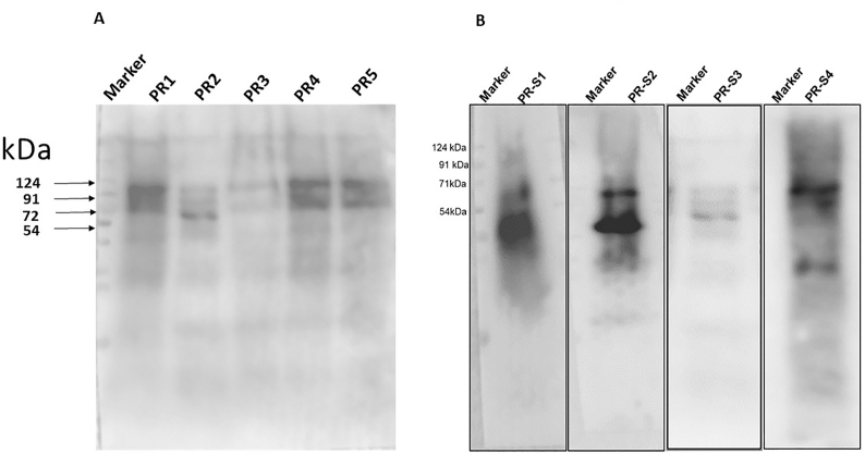 Supplementary Figure 2