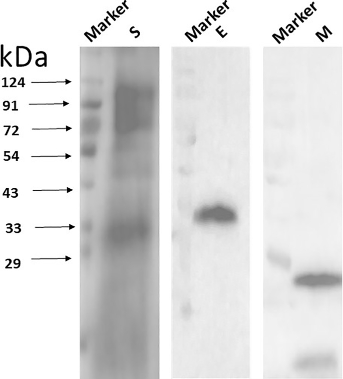 Supplementary Figure 1