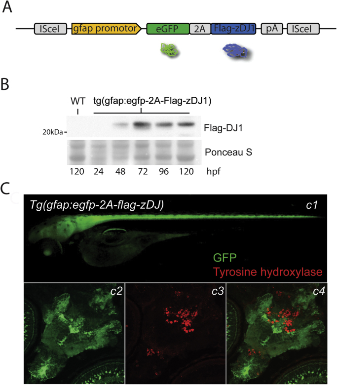 Fig. 1