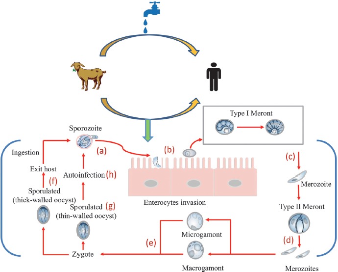 Figure 1.