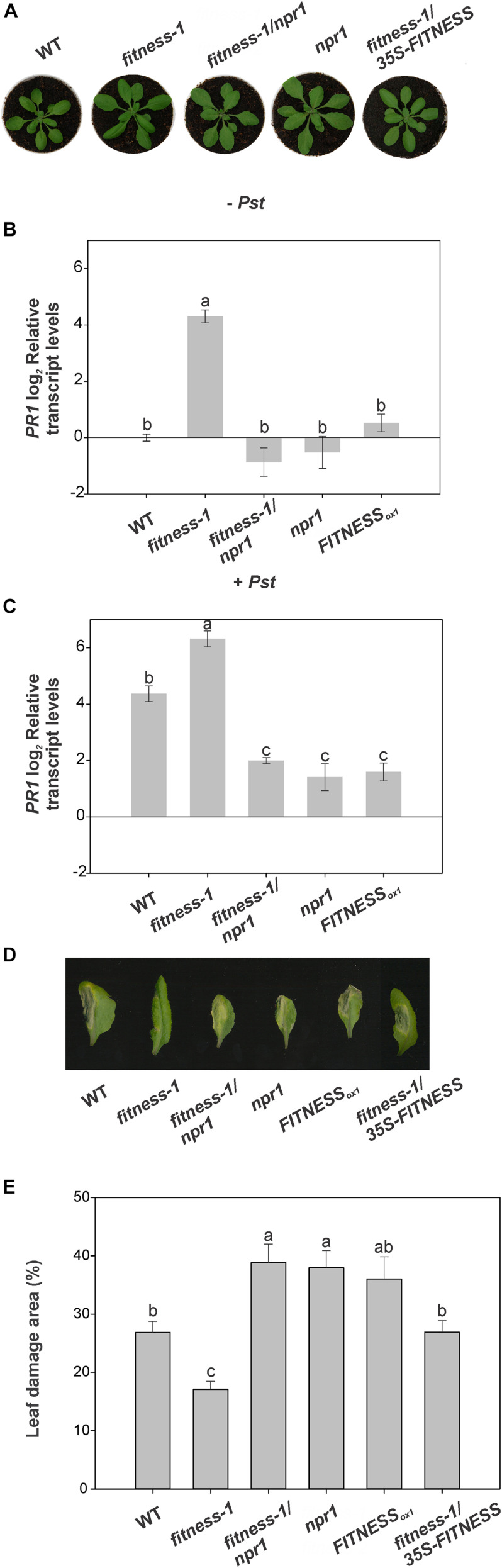 FIGURE 2