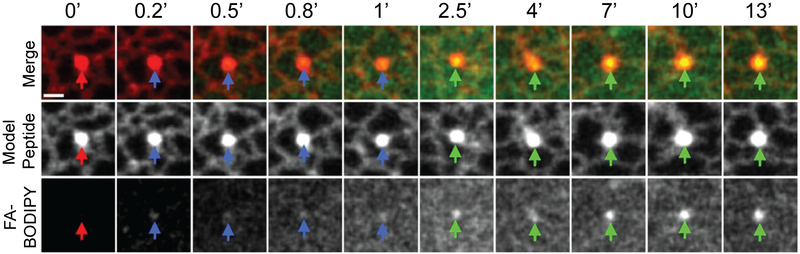 Figure 2: