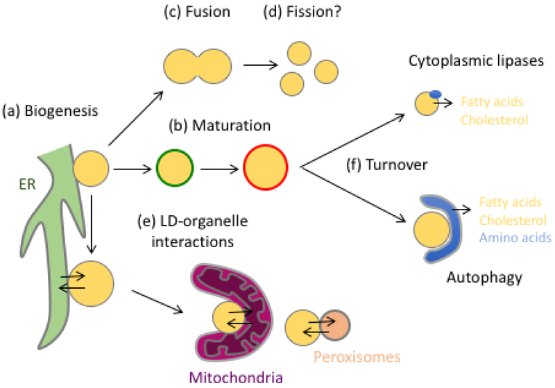 Figure 1: