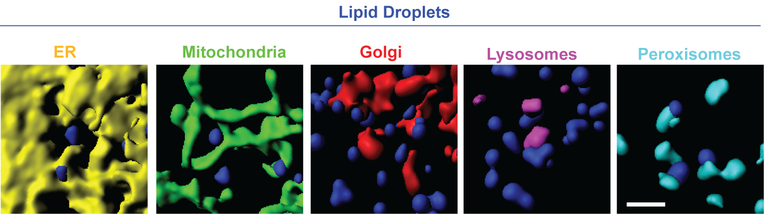 Figure 3: