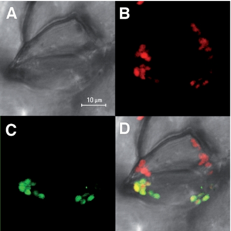 FIGURE 1.