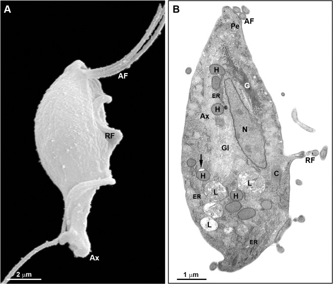 Fig 9