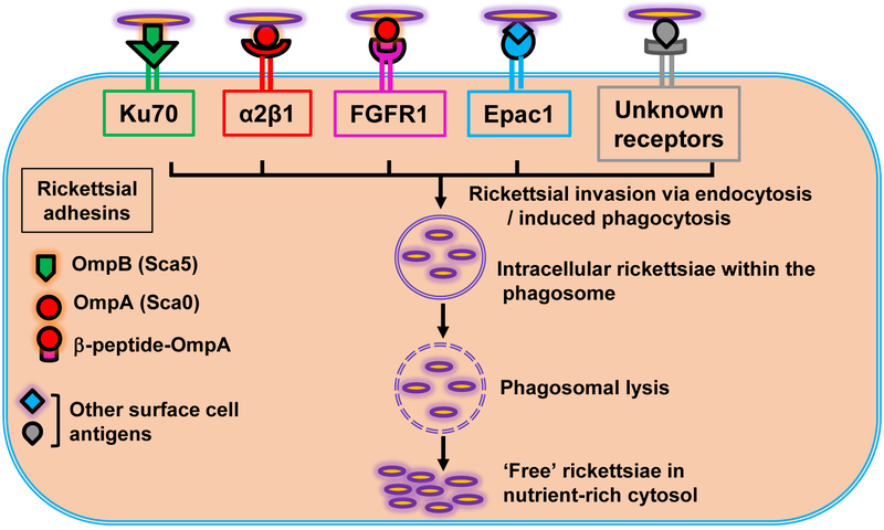 Figure 2: