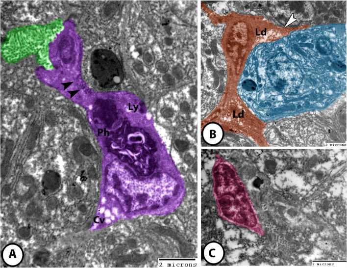 Fig. 7