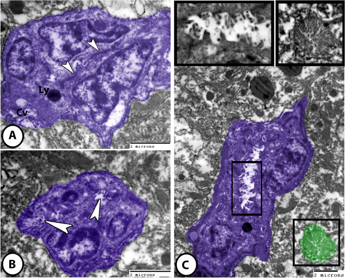 Fig. 8