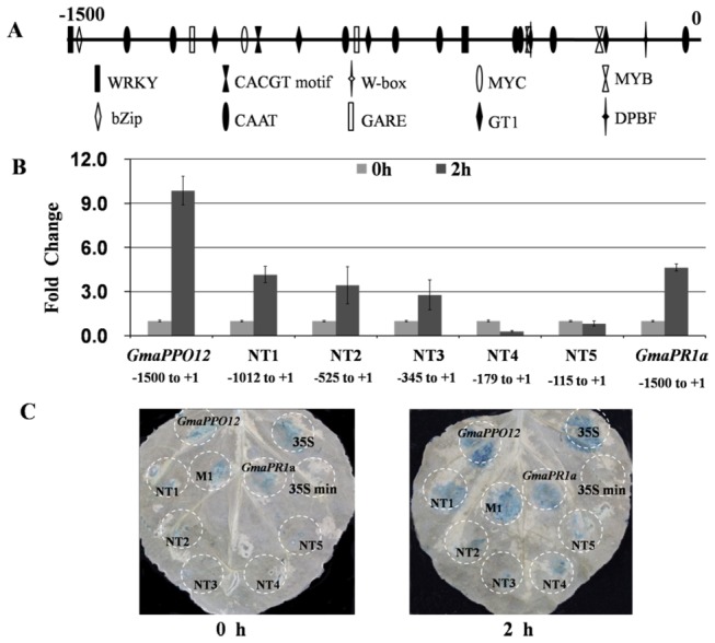 Figure 5