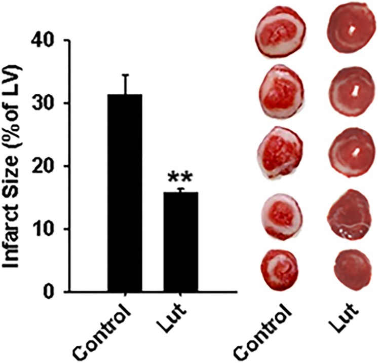 Fig. 9.