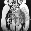 <sc>fig</sc> 1.