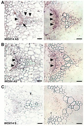 Fig. 5.