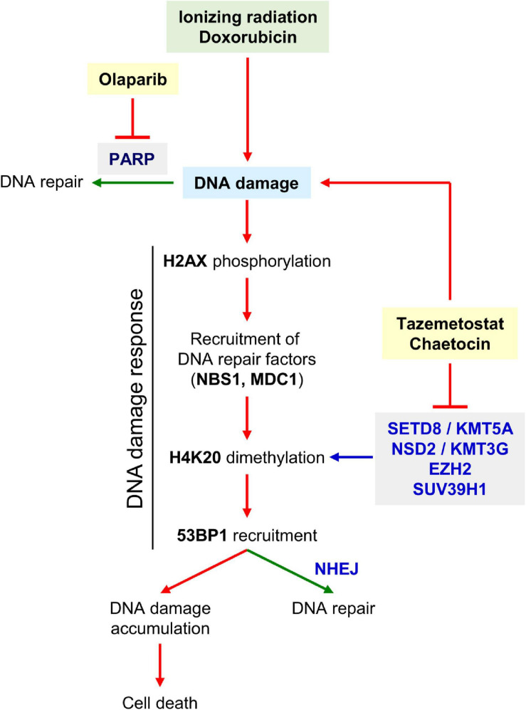 FIGURE 11