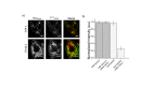 Figure 4—figure supplement 3.
