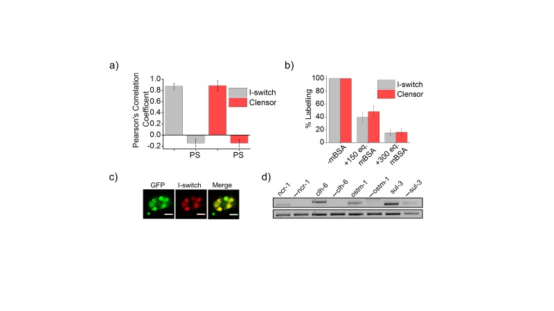 Figure 1—figure supplement 1.