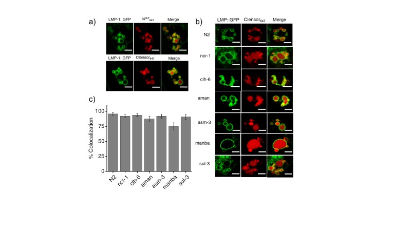 Figure 3—figure supplement 2.