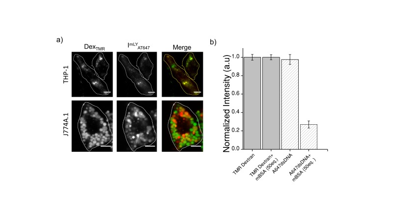 Figure 4—figure supplement 3.