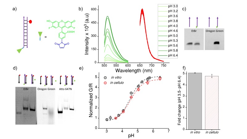 Figure 4—figure supplement 1.