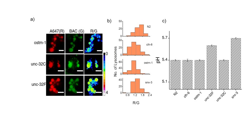 Figure 2—figure supplement 1.