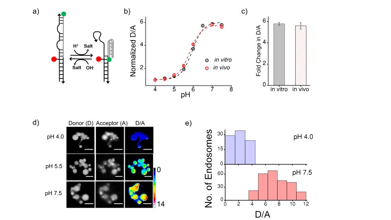 Figure 1—figure supplement 2.