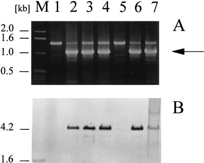 FIG. 8