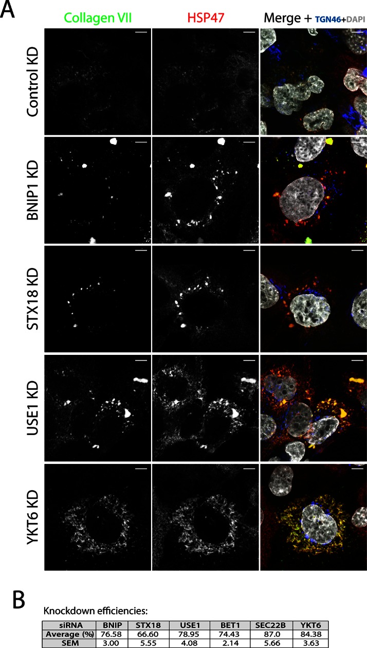 Figure 1—figure supplement 1.