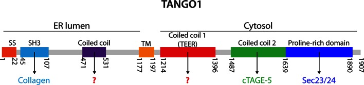 Figure 2—figure supplement 1.