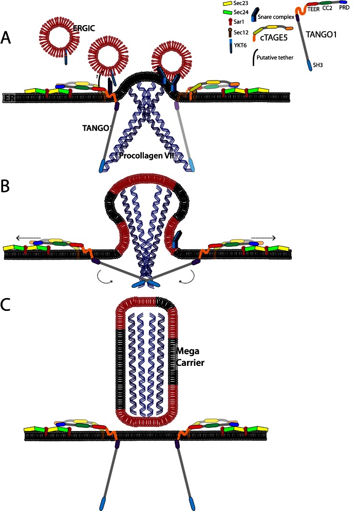 Figure 6—figure supplement 2.