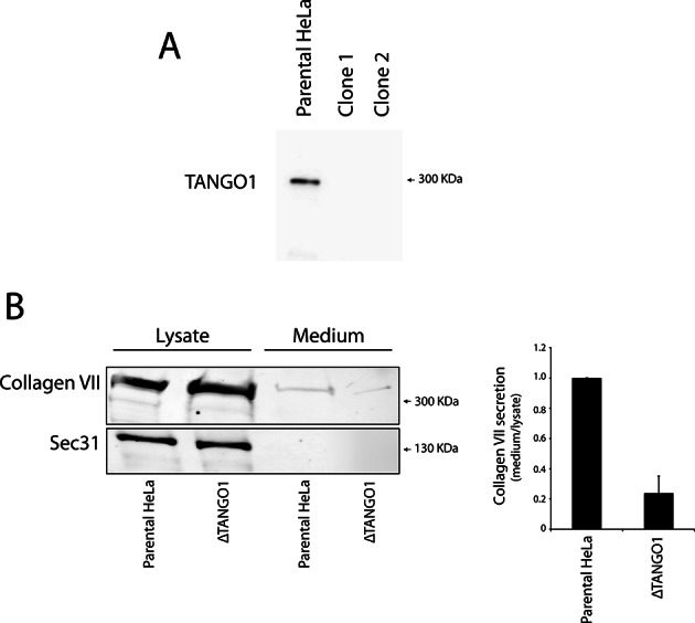 Figure 6—figure supplement 1.