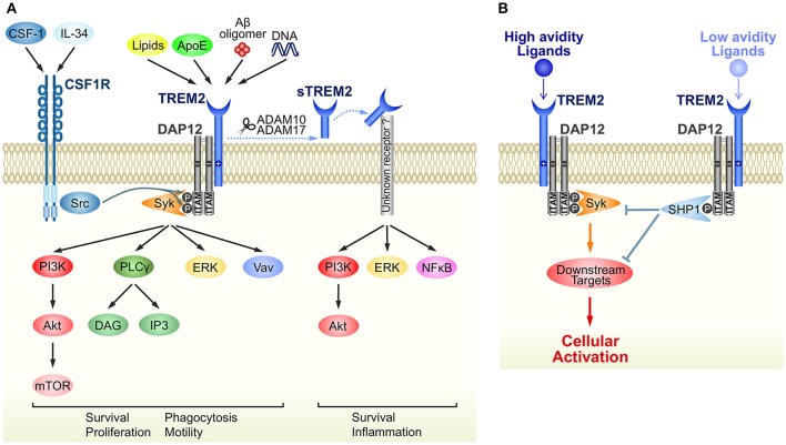 Microglial TREM2/DAP12 Signaling: A Double-Edged Sword in Neural ...