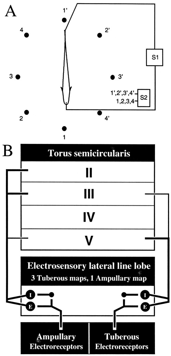 Fig. 1.