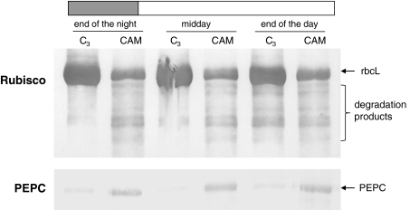 Fig. 5