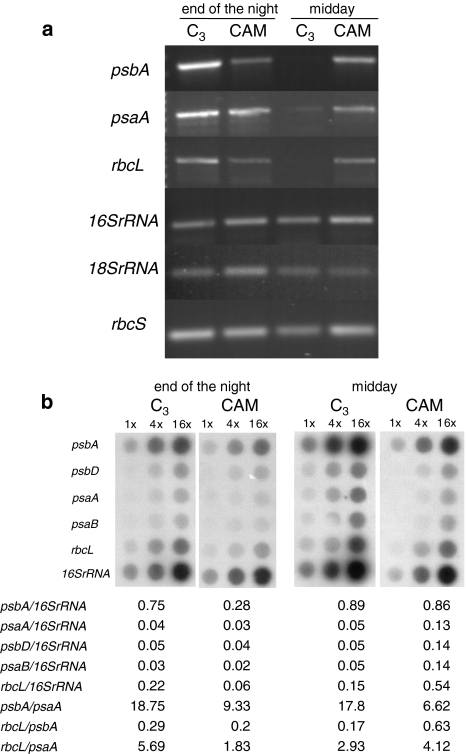 Fig. 6