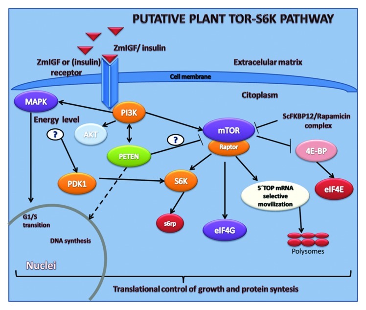 graphic file with name psb-7-675-g1.jpg