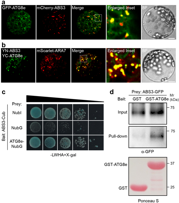 Fig. 3