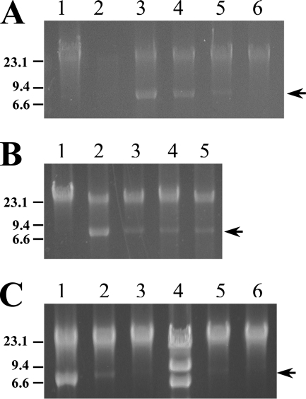 FIG. 2.