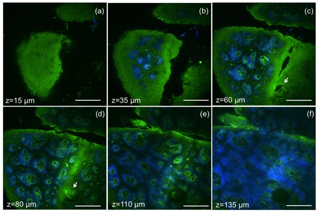 Fig. 7