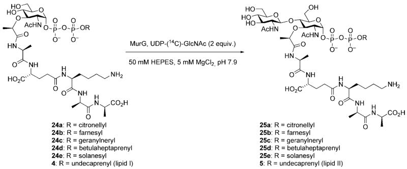 Scheme 7