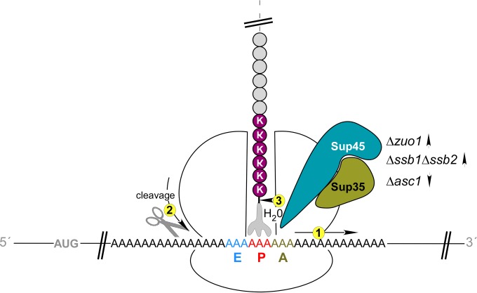 FIG 10