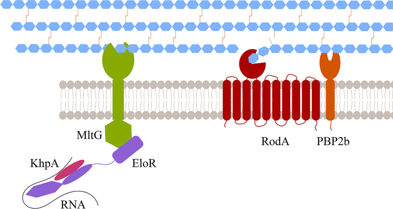 FIG 6