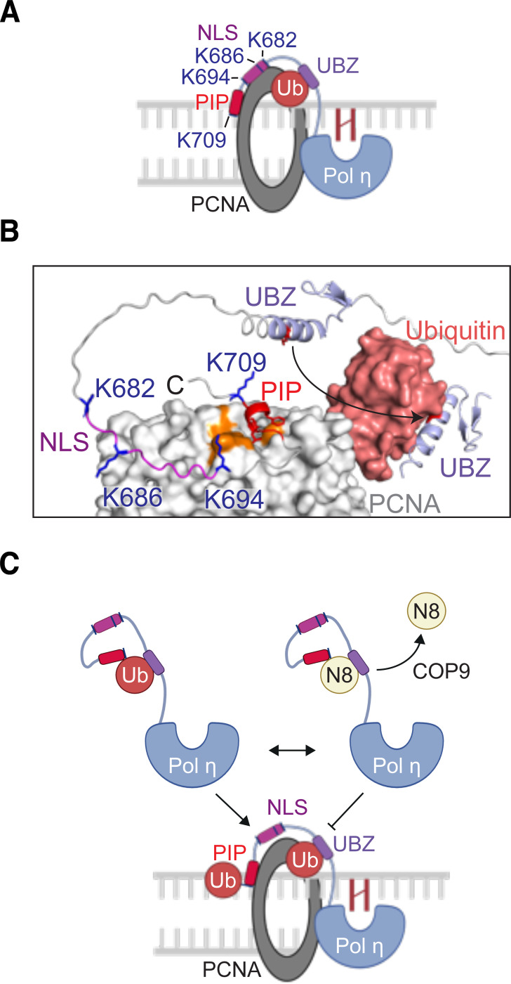 Figure 7: