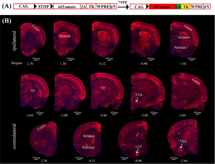 Fig. 6