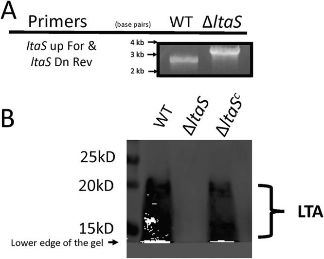 FIG 1