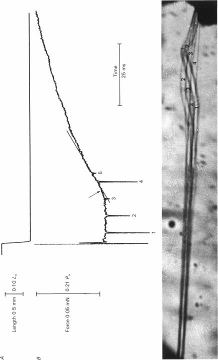 Plate 3