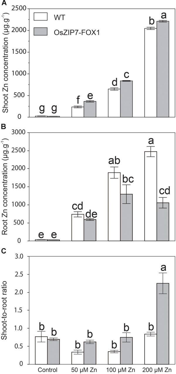 FIGURE 7