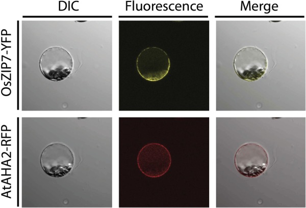 FIGURE 4