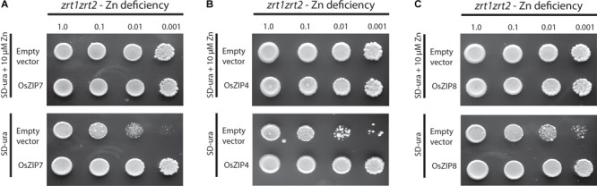 FIGURE 3