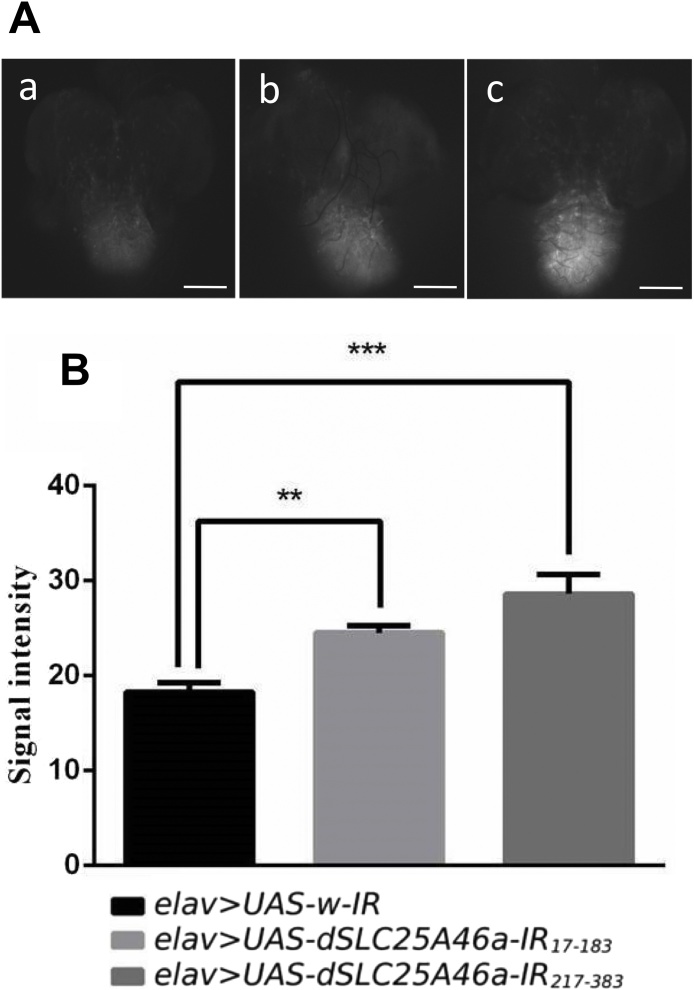 Fig. 8