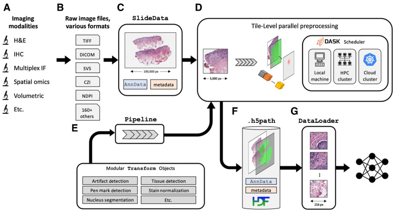 Figure 2. Overview of the PathML preprocessing framework. A, A wide range of imaging platforms and modalities are supported via B, support for loading a comprehensive set of more than 165 file formats, including proprietary formats from vendors (see full list of supported file formats in Supplementary Table S1). C, Raw image files are loaded into SlideData objects, which encapsulate the image as well as associated metadata. D, To enable efficient processing of gigapixel-scale scans, images are divided into tiles and preprocessing pipelines are applied independently to each tile. Tiles can thus be processed in parallel, using the Dask scheduler to orchestrate distributed computation on large clusters, with support for both cloud and on-premise computing. Smaller images are processed in this framework as a single tile containing the entire image. E, A preprocessing pipeline is defined as a set of transformations applied sequentially. Transformations are modular, so can be mix-and-matched to rapidly build custom pipelines. F, Processed tiles are aggregated into an h5path file on disk, along with associated metadata such as labels, masks, and counts matrix. HDF5 is used to enable efficient slicing and indexing of the resulting file without needing to load the entire file into memory. G, DataLoaders from frameworks such as PyTorch then interact with the h5path file to efficiently feed images from the processed image into downstream machine learning models.